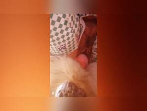 Sex with a dog: an extreme experience