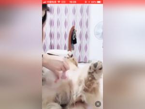Extreme sex with an Asian and a dog - Zoophilia video