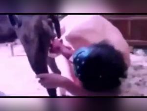 Compilation of Submissive Dogs - Bestiality and Extreme Sex Videos