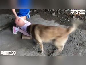 Belle Morena indulges in bestiality with a dog - Part 2
