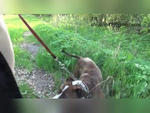 Bestiality Video: Man and Dog