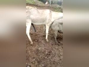 Bestial encounter: woman and horse