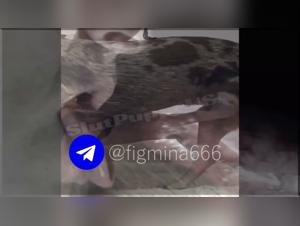 Descubriendo el Misterio de un Mundo Animacion Erotica