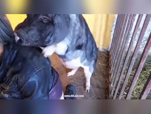 The Strongest Zoophilic Scenes That Will Excite You in Porn Videos