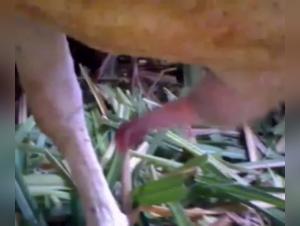 Video de bestialidad: Hombre y Cabra