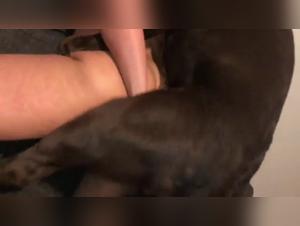 Meeting with a dog is prohibited