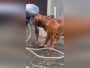 Intense bestiality scene with a man and his dog