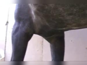 Shawn and his Horse: A Bestial Love Story