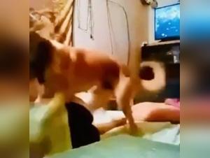Chien et femme dans une scène de sexe bestial
