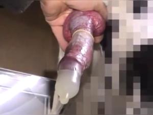 Sex scene with a dog: an extreme experience