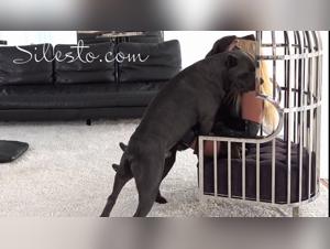 Die Leidenschaft der Zoophilie: eine gemeinsame Lust