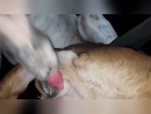 Bestiality sex video: a woman and a dog
