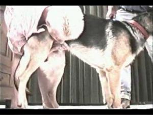 Woman and Dog: A Forbidden Relationship