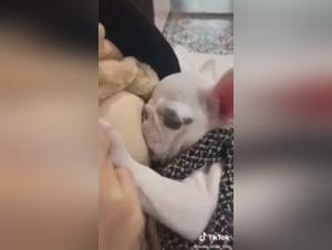 Forbidden Meeting: Woman and Dog