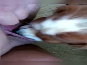 Video of Sex with a Dog