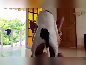 Das unglaubliche Zoolatifore-Film-Porno mit einer schonen Pute, die einen riesigen Hund schluckt