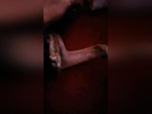 Free zoophilia and bestiality videos online