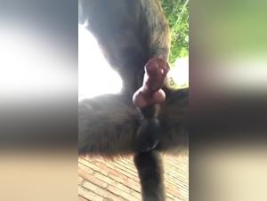 Forbidden Desires: A Canine Love Story Unfolds