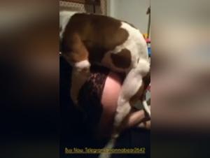 Expérience bestiale avec un chien