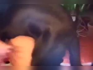 Rediscover the classics of zoophilia