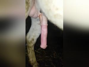 Bestial video: a woman and her horse