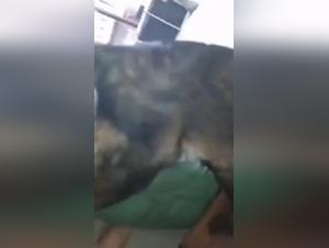 Breathtaking Dog Sex Videos