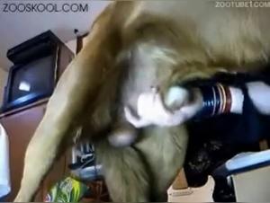 Compilation of female dogs subjected to ecstasy: the best bestiality videos