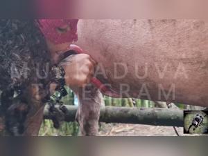 Eintauchen in die dunkle Welt des Tierpornos