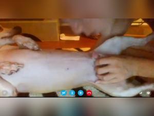 Adorable Girl and Dog in Shocking Bestiality Scene on Skype