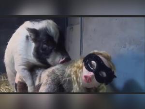 Bestiality Sex Videos with Dogs