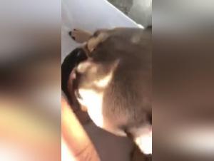 Bestial Sex Video: The Family and Their Dog - Part 3