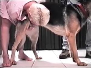 Blondie GS and his beastly experience