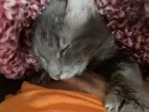 Bestiality: a feline cat in all its forms