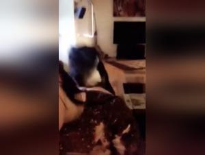 understanding k9 sex dynamics