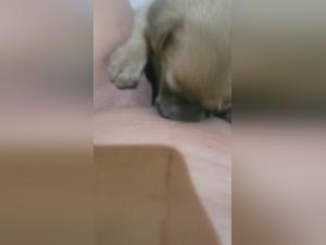 Forbidden meeting: woman and dog