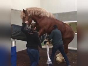 Bestiality with a stallion: a unique experience
