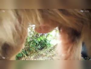 Ariel and her four-legged friends