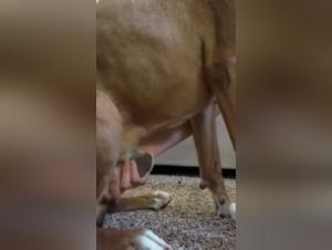 woman and dog meeting