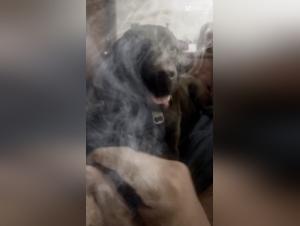 forbidden desire: dog and girl