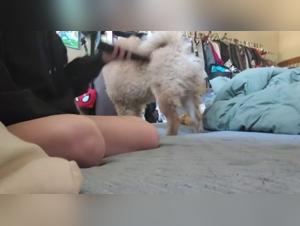Woman and dog: a bestial sex video