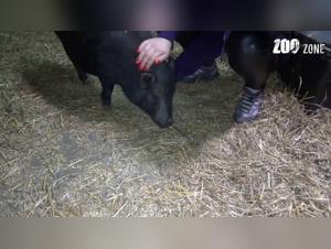 A woman and her dog in a shocking bestiality video