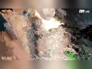 Sex with a pig: a bestial experience