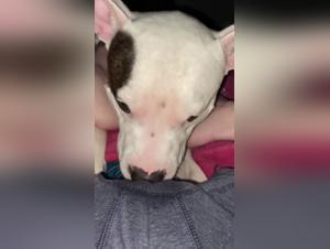 Forbidden Animal Pleasures