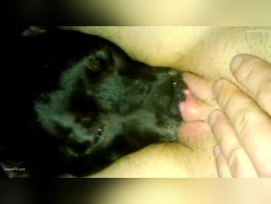 Rencontre Passionnée: Femme et Chien