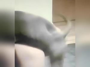 zoofilia porn videos