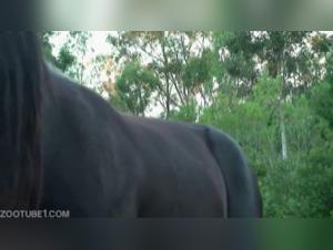 The Unbridled Passion of Animal Fertility: A Wild Ride with a Majestic Steed