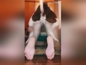 Bestiality: a woman and her dog in a hot video