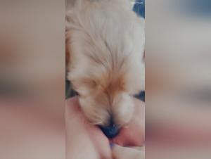 Sex with a Dog Video: A Forbidden Encounter