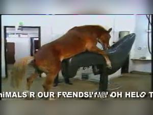 Wild Ride with an Equine : a Unique Experience