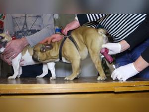 Bestial encounter: a woman and her dog